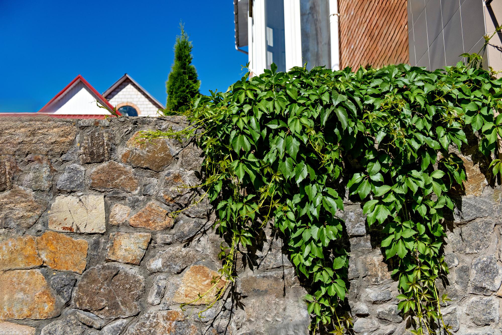 planter le long d'un mur de maison pour embellir le jardin