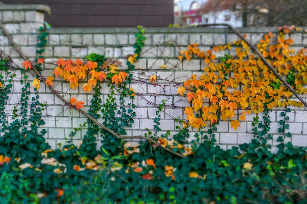planter le long d'un mur de maison pour embellir votre jardin