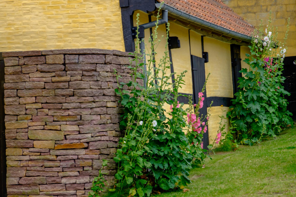 planter le long d'un mur de maison pour le jardin